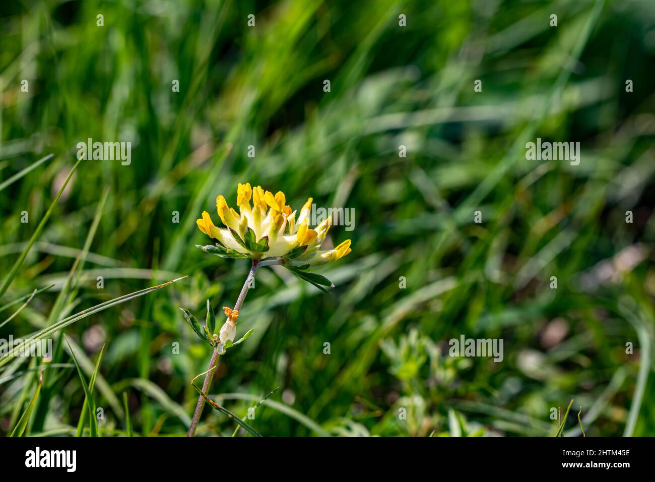 Anthyllis vulneraria ssp. Alpestris blüht in Bergen, aus der Nähe Stockfoto