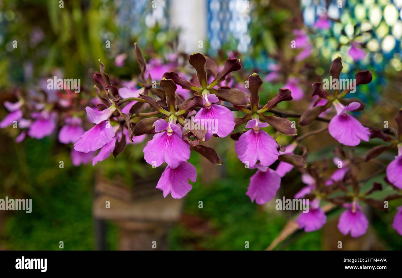 Orchideen im Gewächshaus, Rio, Brasilien Stockfoto