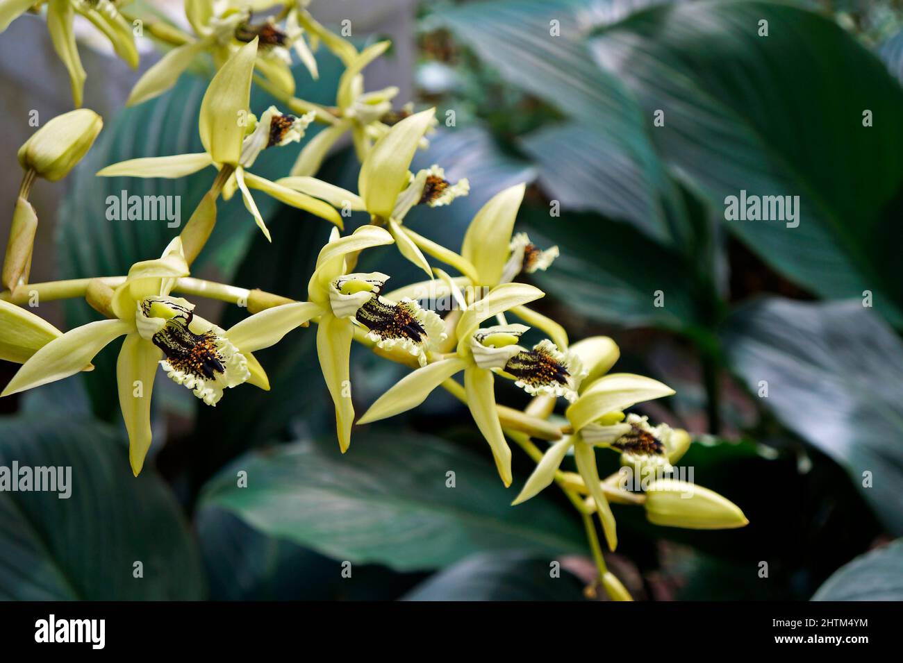 Orchideen im Gewächshaus, Rio, Brasilien Stockfoto