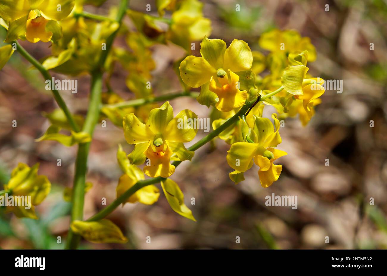 Terrestrische Orchideenblüten (Cyrtopodium sp.) im Garten Stockfoto