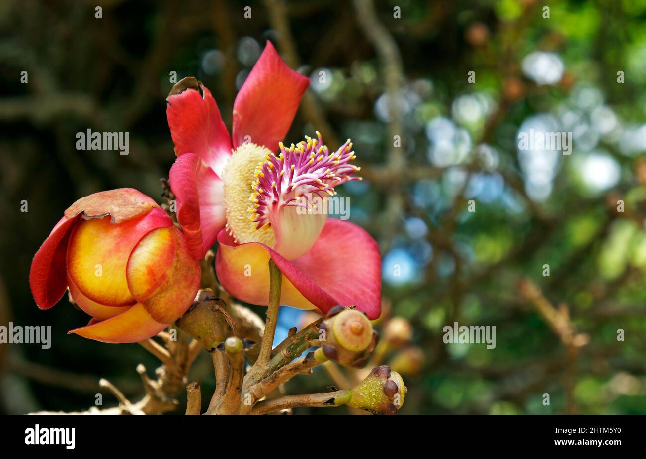 Cannonball-Baumblumen (Couroupita guianensis) Stockfoto