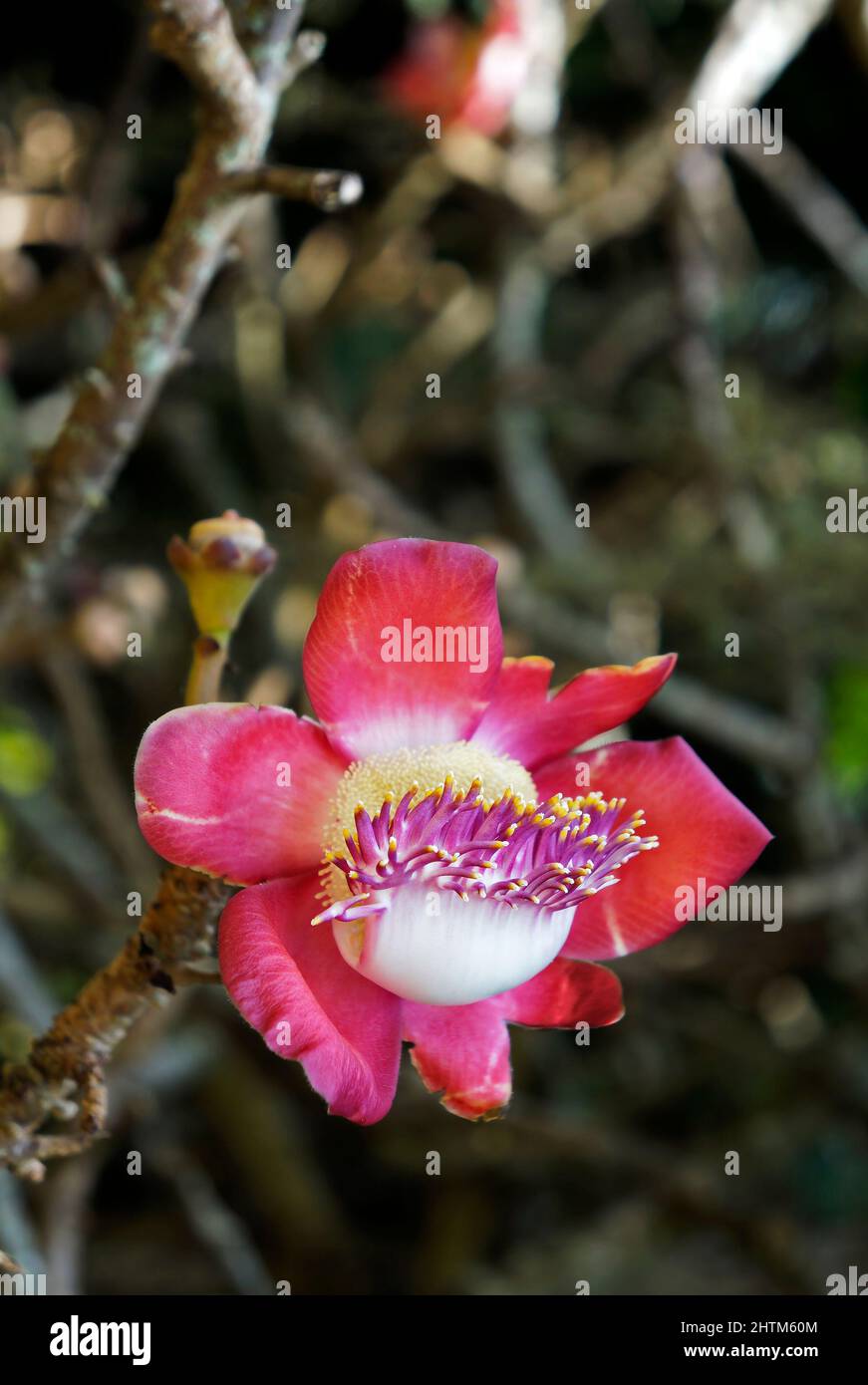 Cannonball-Baumblume (Couroupita guianensis) Stockfoto