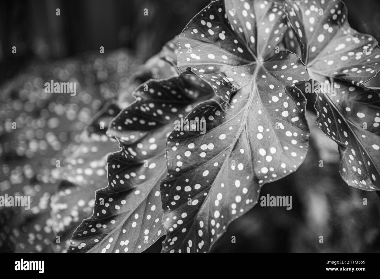 Montreal, Kanada - Feb. 20 2022: Vielfalt an Pflanzen und Blumen im Botanischen Garten von Montreal Stockfoto