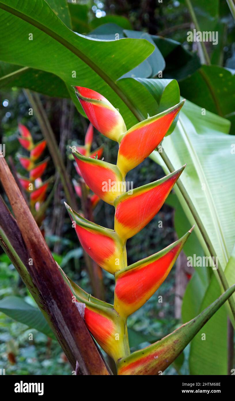 Heliconia-Blüte (Heliconia wagneriana) im tropischen Regenwald Stockfoto