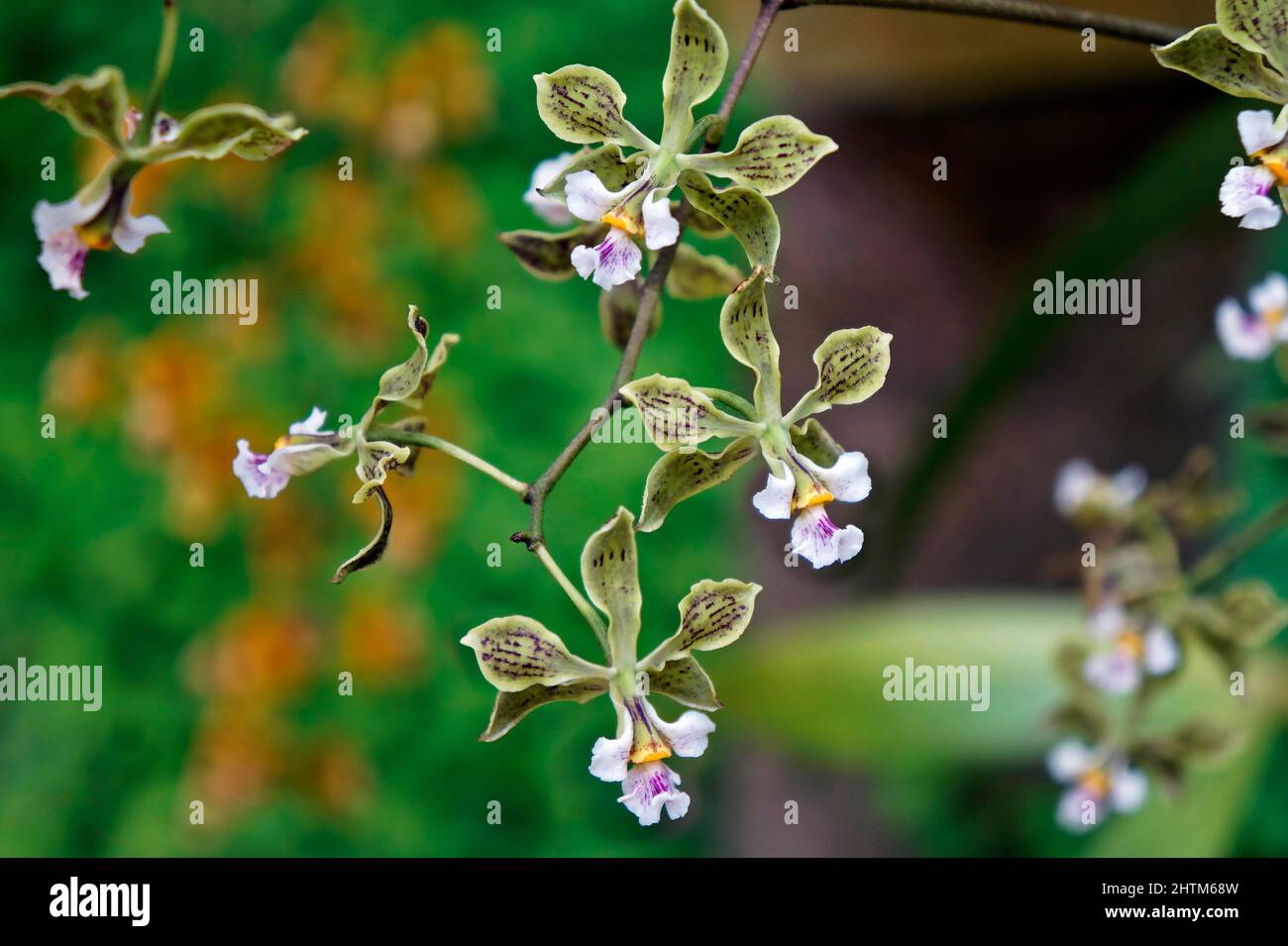 Orchideen im Gewächshaus, Rio, Brasilien Stockfoto