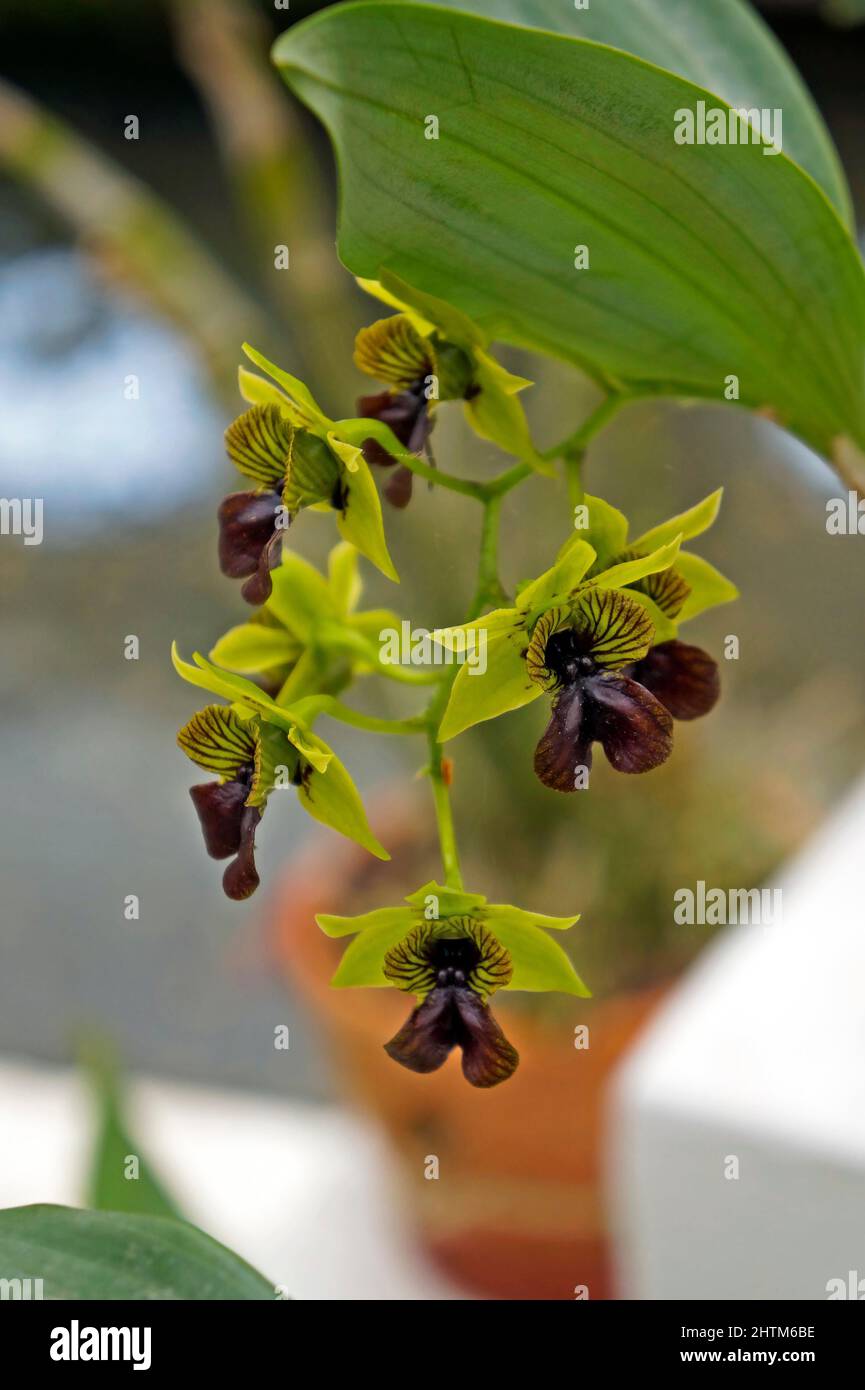 Orchideen im Gewächshaus, Rio, Brasilien Stockfoto