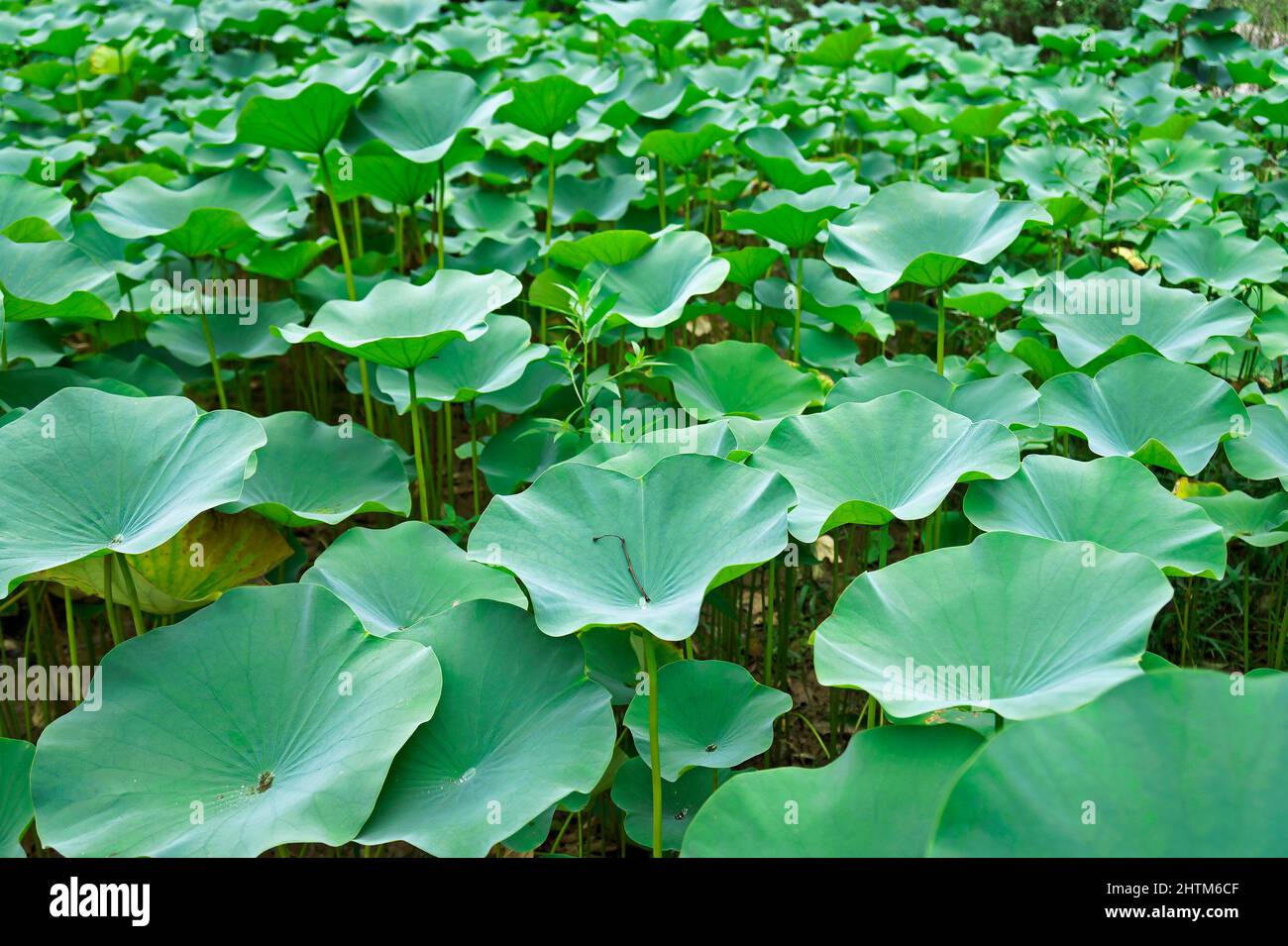 Lotusblätter (Nelumbo nucifera) im japanischen Garten Stockfoto