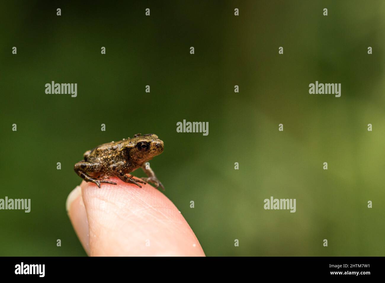 Kleine Baby gemeinsamen Frosch am Finger im Naturschutzgebiet Stockfoto