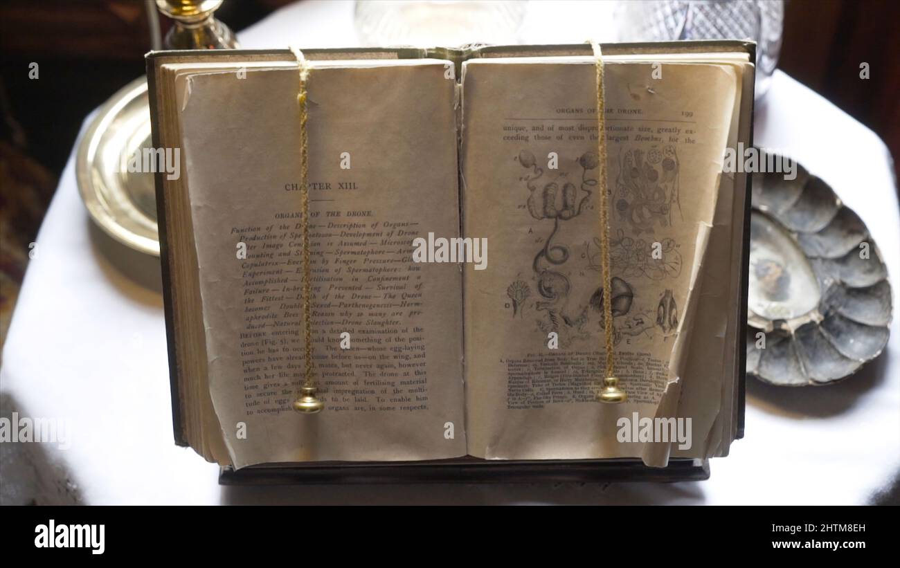 Altes Biologie-Buch auf dem Tisch geöffnet. Aktion. Buch mit Illustrationen zur Biologie und Text in englischer Sprache steht auf dem Stand. Altes Buch steht als Exponat im Vintage-Stil Stockfoto