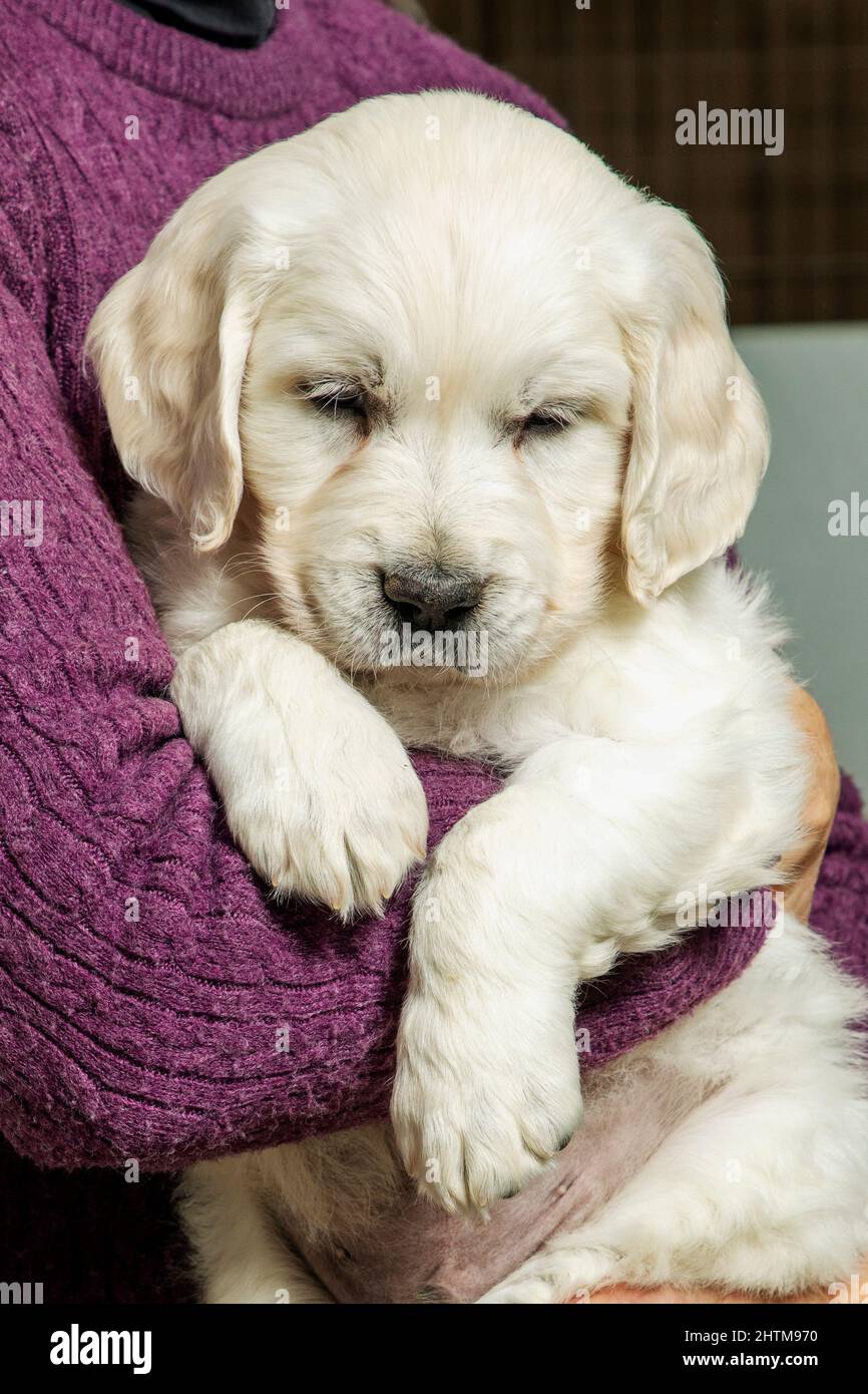 Sechs Wochen alt Platinum, oder Creme farbigen Golden Retriever Welpen. Stockfoto Sechs Wochen alt Platinum, oder Creme farbigen Golden Retriever Welpen. Stockfoto