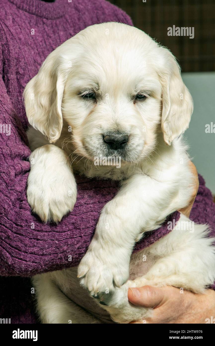 Sechs Wochen alt Platinum, oder Creme farbigen Golden Retriever Welpen. Stockfoto Sechs Wochen alt Platinum, oder Creme farbigen Golden Retriever Welpen. Stockfoto