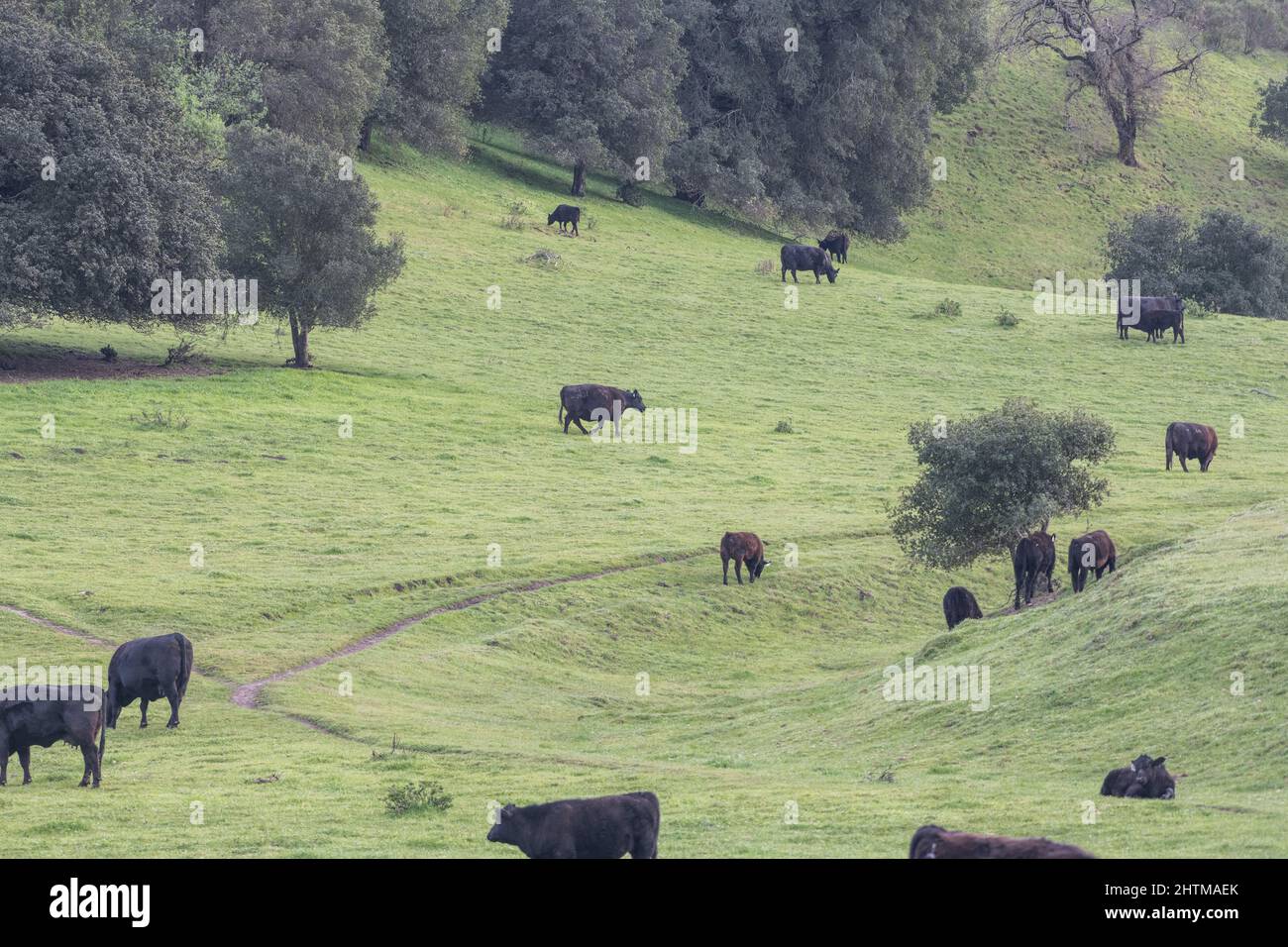 Die grasbewachsenen Hügel und Kuhherden grasen auf ihnen im Briones Regional Park in der Easy Bay Region in Kalifornien, USA. Stockfoto