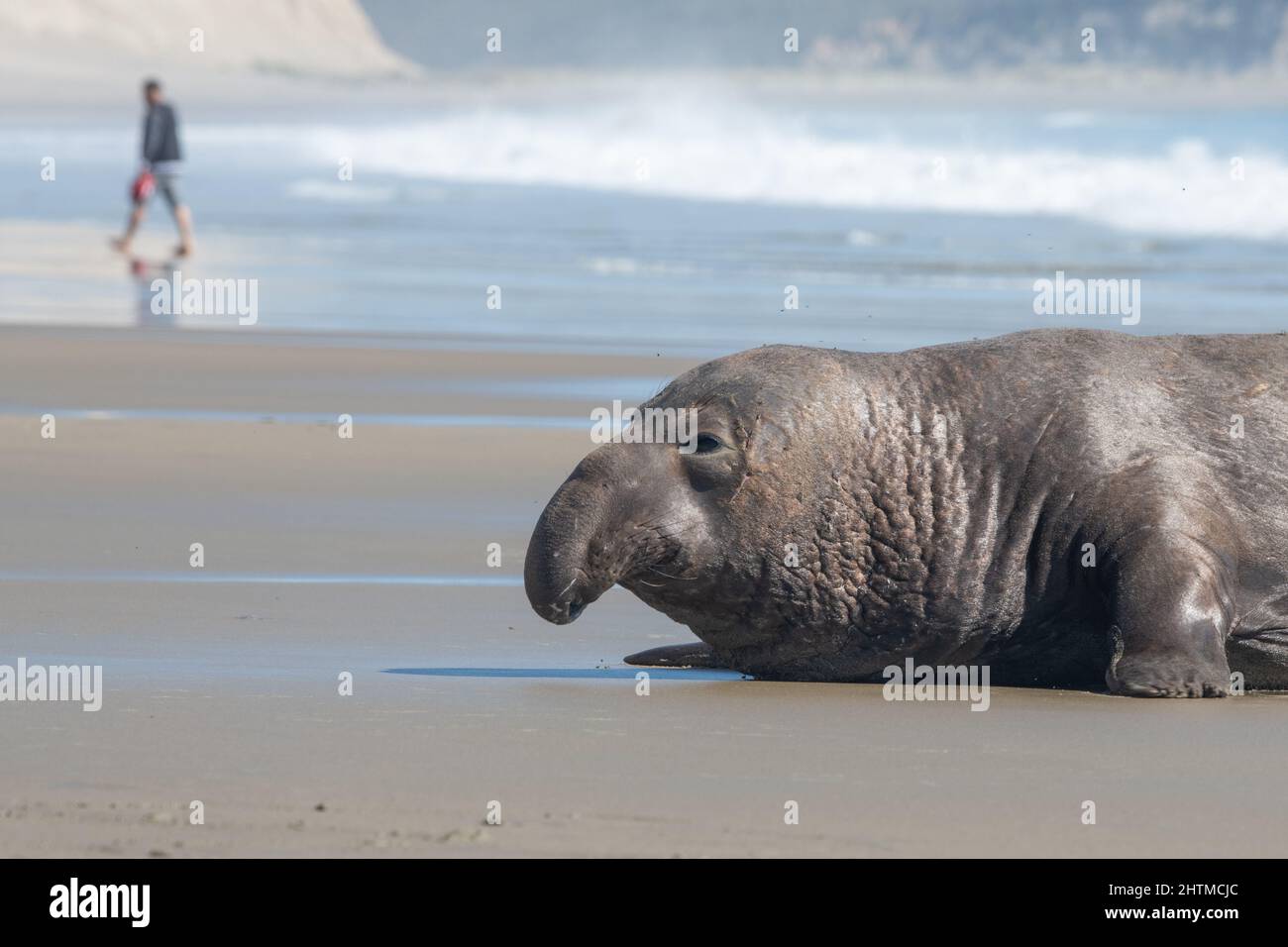 Ein Strandgänger und eine nördliche Elefantenrobbe (Mirounga angustirostris) teilen sich den Strand am Point Reyes National Seashore in Kalifornien. Stockfoto