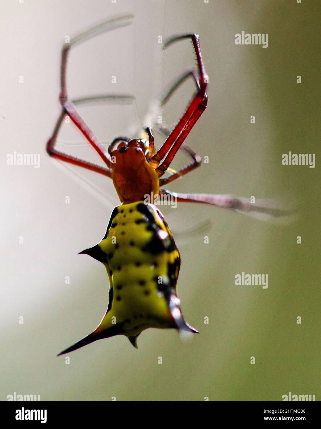 Makroaufnahme eines leuchtend farbigen goldenen Orbwebers (Nephila edulis), der im Madidi-Nationalpark in Rurrenabaque in Bolivien an Spinnennetzen hängt. Stockfoto