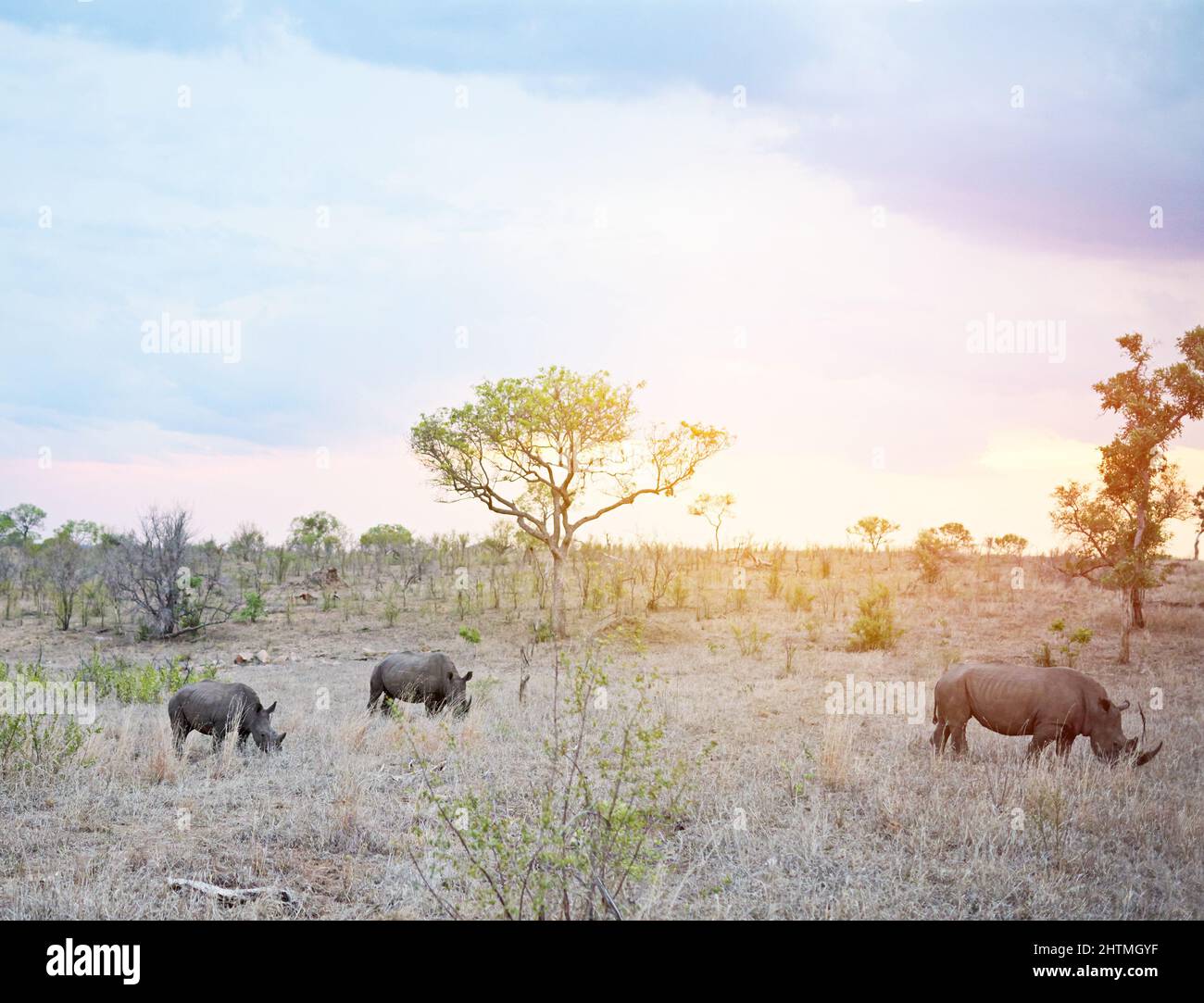 Die Tage enden in freier Wildbahn. Aufnahme von Nashörnern in ihrem natürlichen Lebensraum. Stockfoto