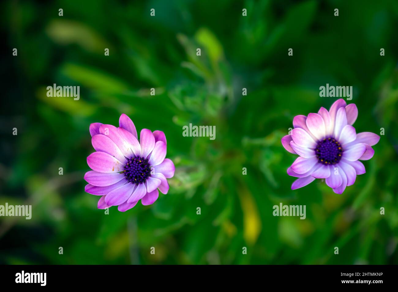 Lila osteospermum im Winter in Südfrankreich, Nahaufnahme Stockfoto