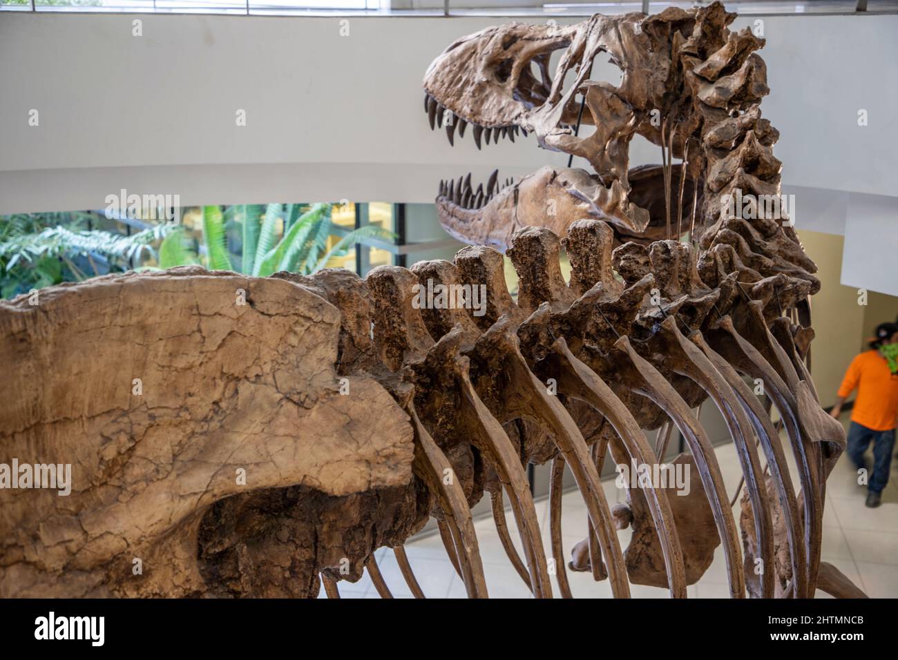 Auf dem Campus der University of California in Berkeley befindet sich eine T-Rex-Besetzung. Das Skelett ist zu 90% vollständig. Stockfoto