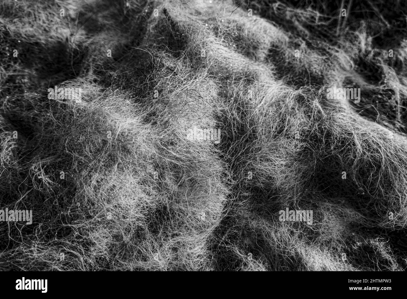 Schwarz-weiß Nahaufnahme von trockenem Gras backgorund Stockfoto