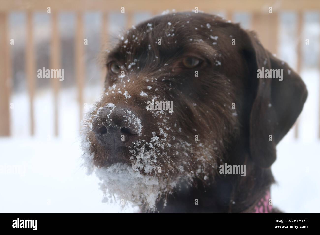 Minnesota Schnee Stockfoto