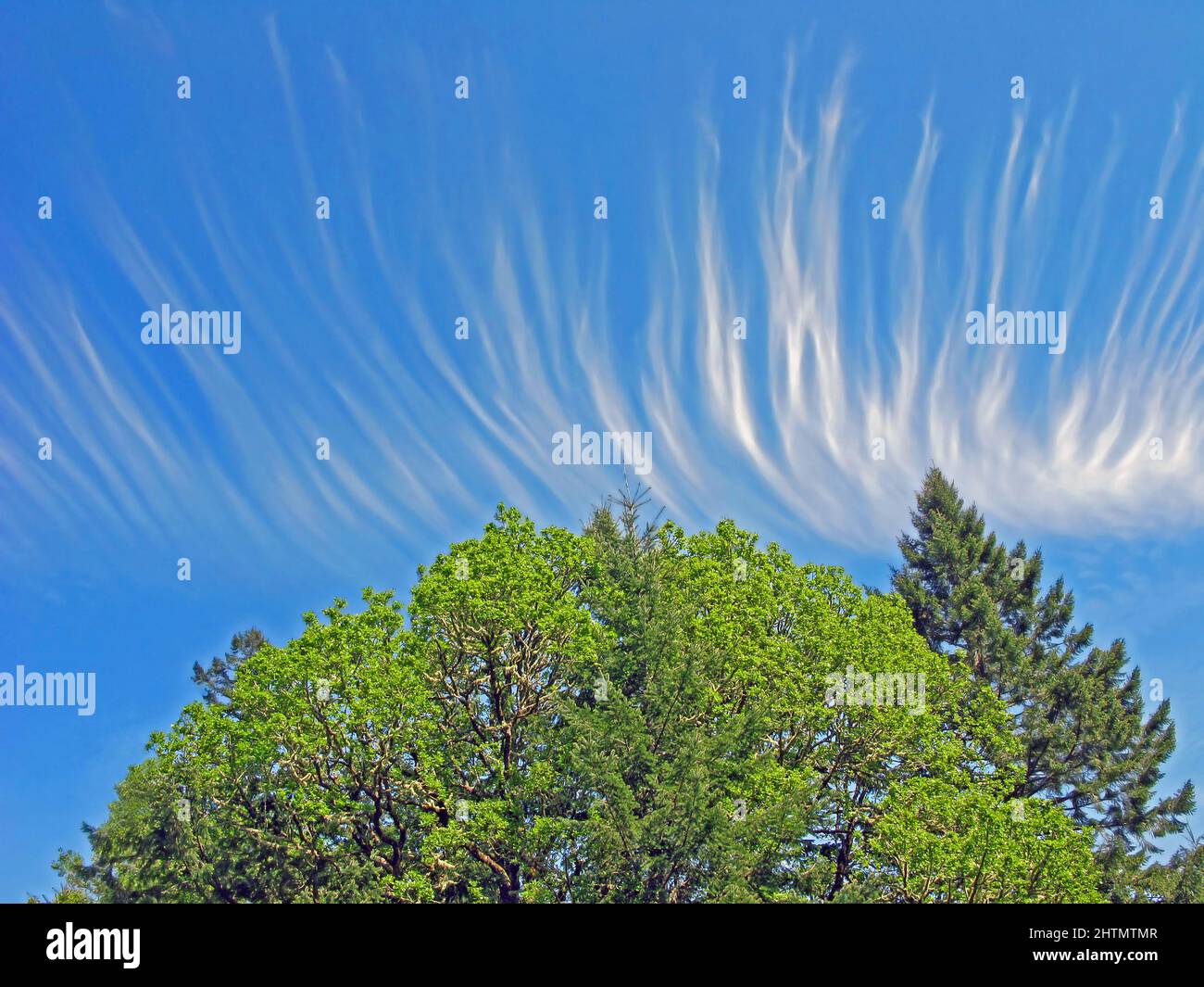 Cirrus Cloud Magic - Eine spektakuläre Cirrus-Wolkenformation über den Baumkronen Stockfoto
