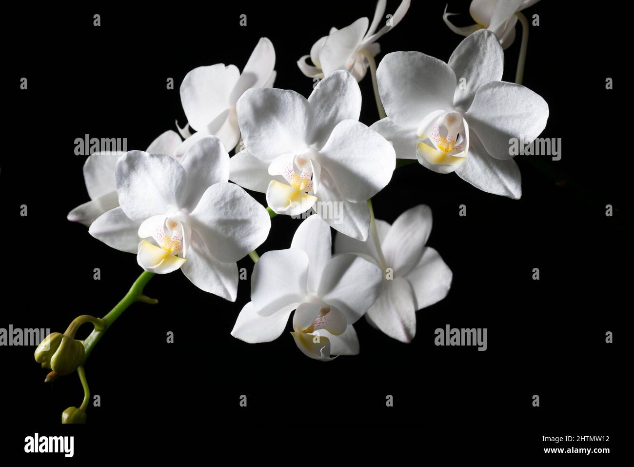 Eine weiße Orchideenblume auf einem dunklen Hintergrund Stockfoto