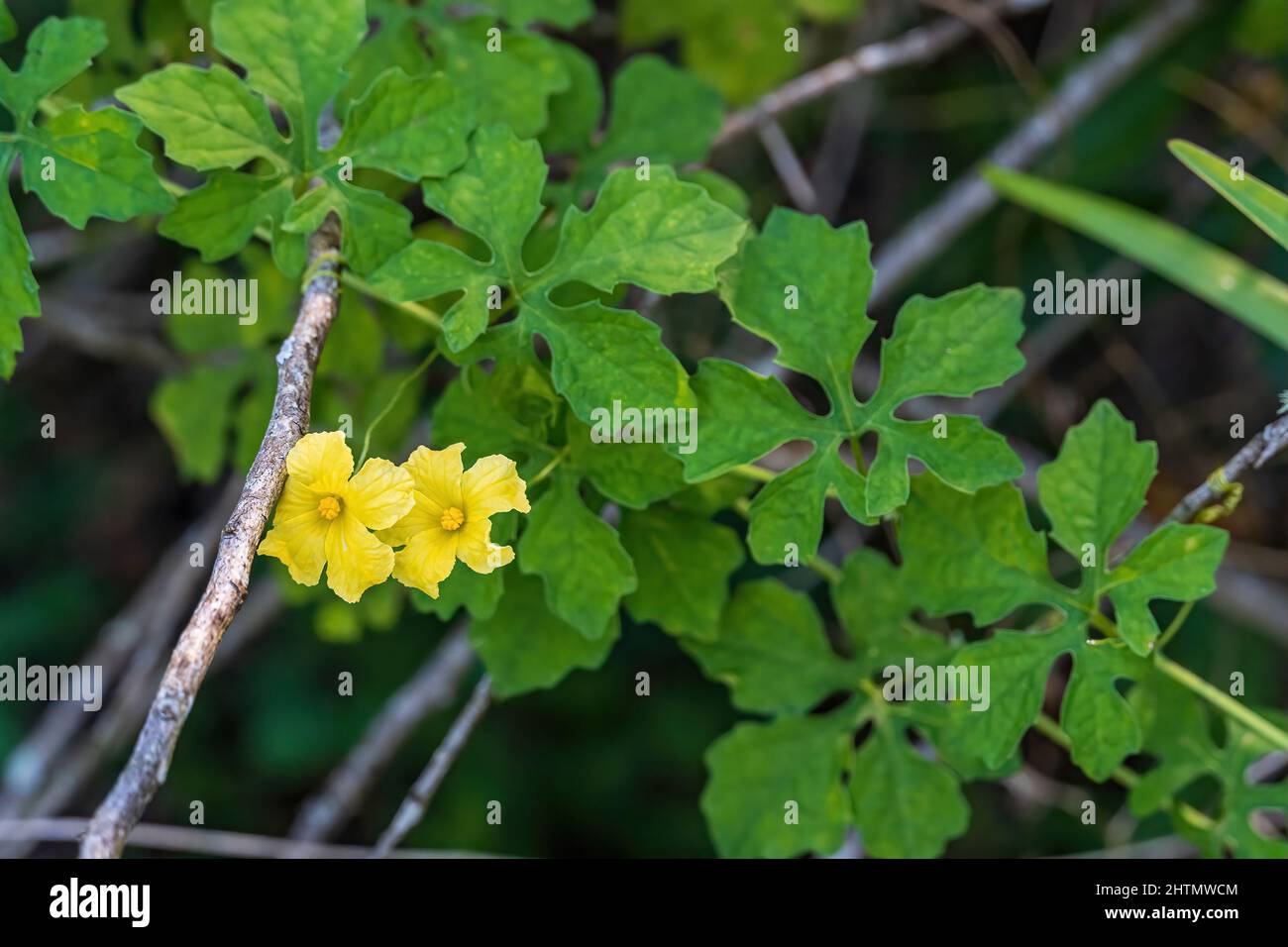 Bittermelone (Momordica charantia) - Hollywood, Florida, USA Stockfoto