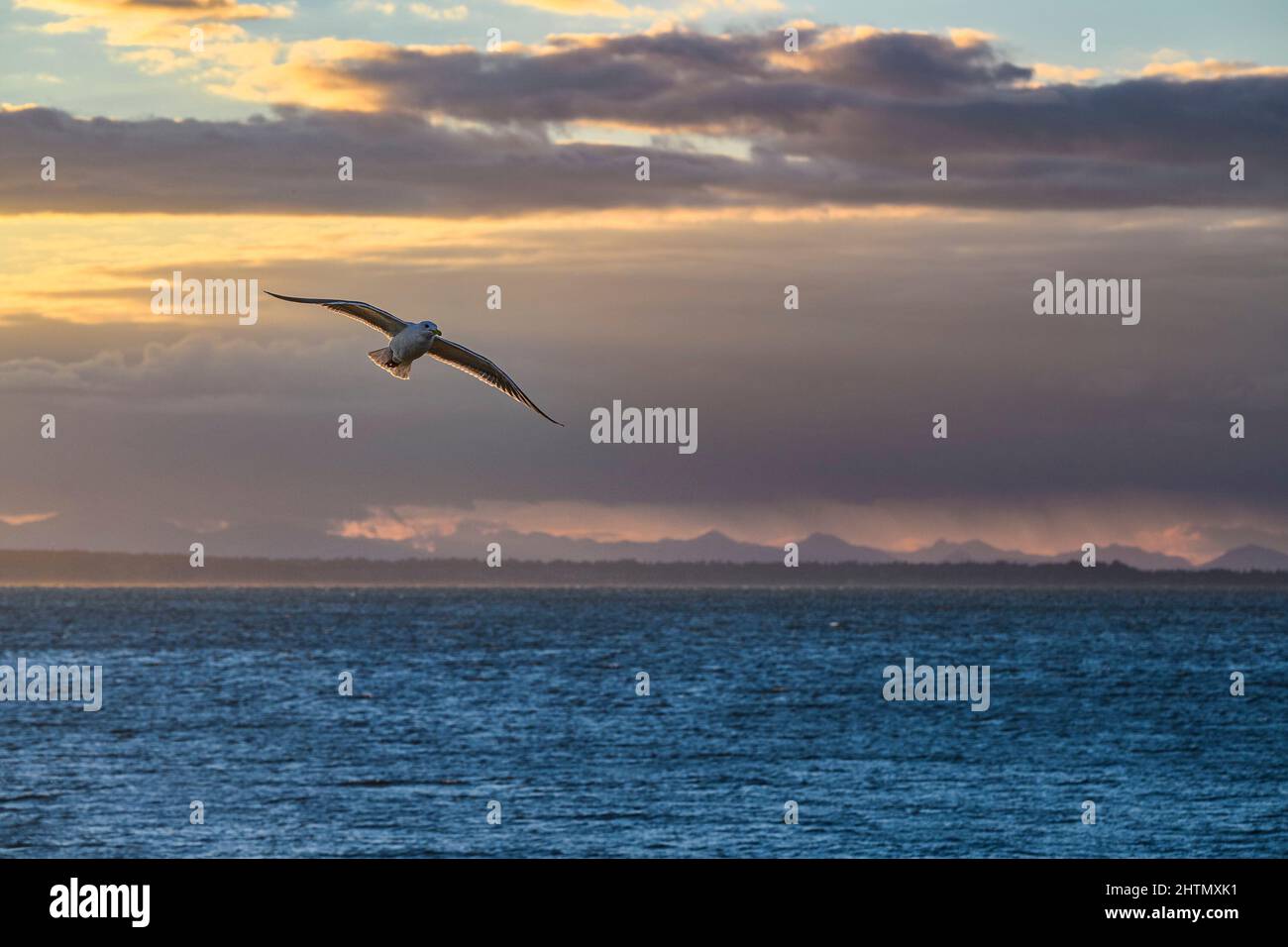 Möwe im Flug, Semiahmoo Bay, White Rock, British Columbia, Kanada Stockfoto