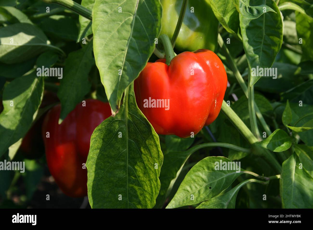 ROTE PAPRIKAS (CAPSICUM ANNUUM), AUCH BEKANNT ALS SÜSSE PEPPER, REIFEN AN DER PFLANZE. Stockfoto