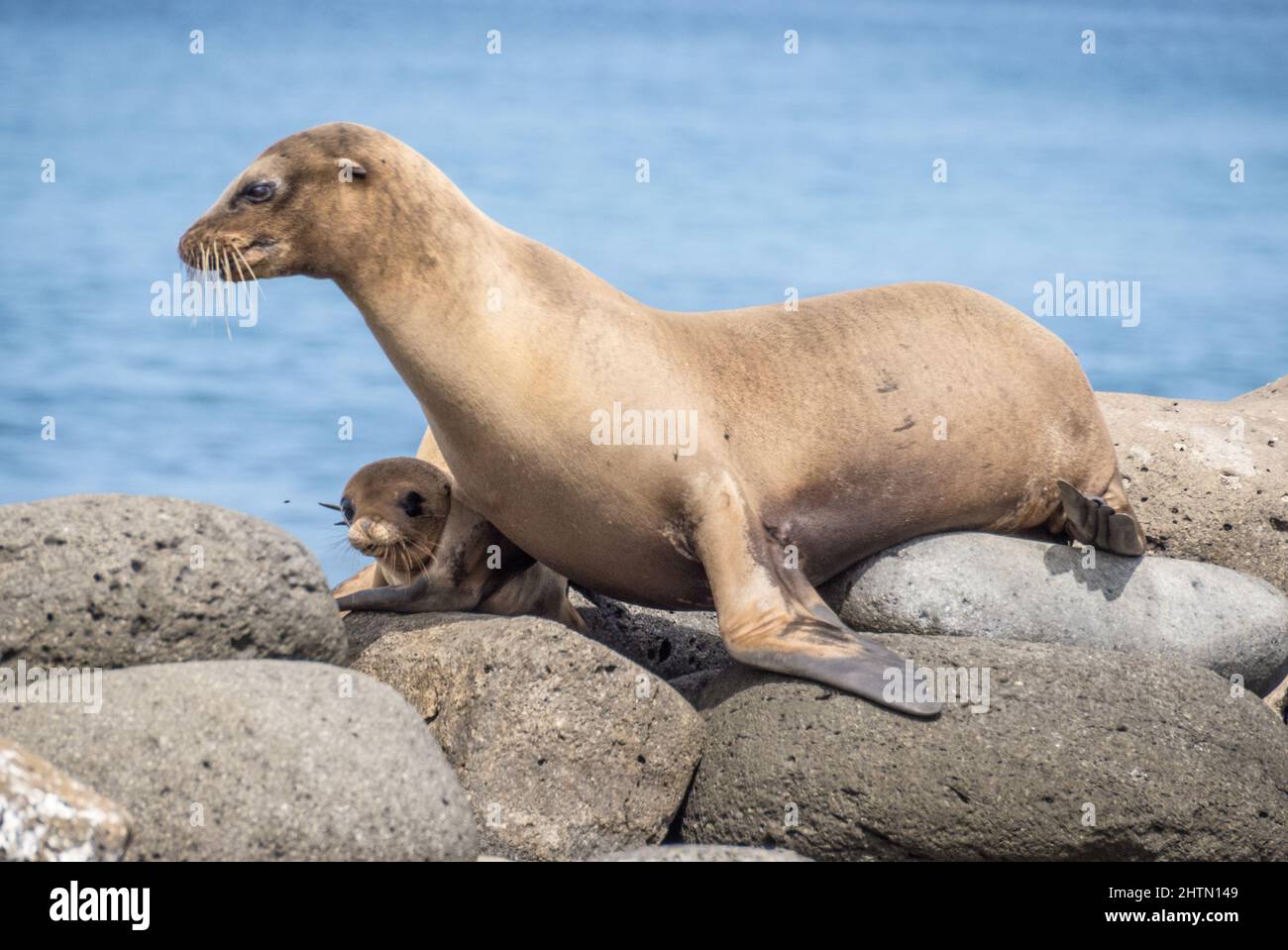 Eine weibliche Galapagos Seelöwe mit ihrem Welpen Stockfoto
