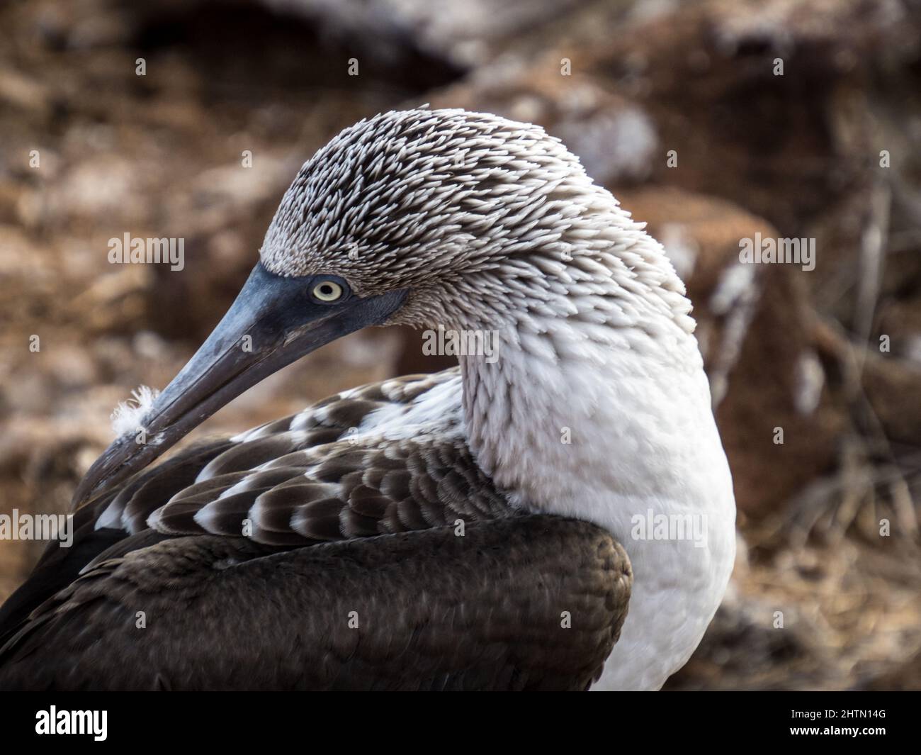 Nahaufnahme eines blaufüßigen Tauchers, der den scharfen Schnabel und das nach vorne gerichtete binokularische Auge zeigt Stockfoto