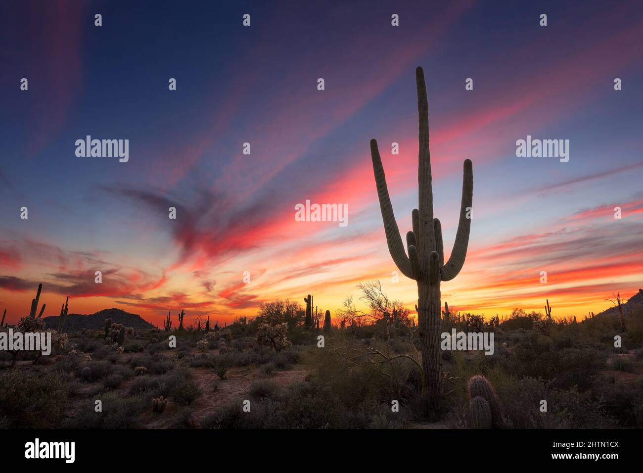 Saguaro Kaktus und Sonoran Desert Landschaft bei Sonnenuntergang in Phoenix, Arizona, USA Stockfoto