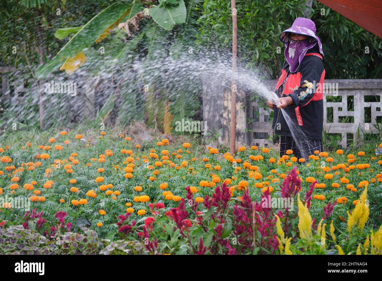 Am 30. Januar 2022, Ho Chi Minh City, Vietnam, kümmert sich eine Bäuerin um Blumen, um sich anlässlich des vietnamesischen Mondneujahres für den Verkauf vorzubereiten Stockfoto