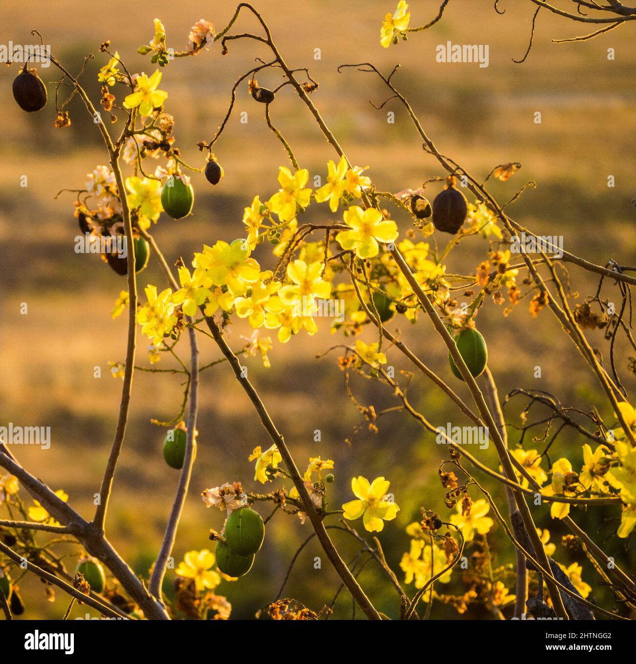Blüten und Samenkapseln eines Kapok Bush (Cochlospermum fraseri) , Telegraph Hill, East Kimberley Stockfoto