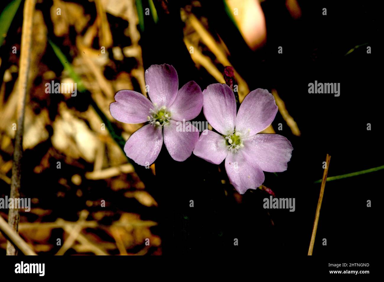 Die Ohrenstöpsel (Drosera Auriculata) haben zarte rosa Blüten. Dieses Paar ist ein tieferer Schatten und wurde vom Wind zusammengezwirtet. Baluk Willam Reserve. Stockfoto