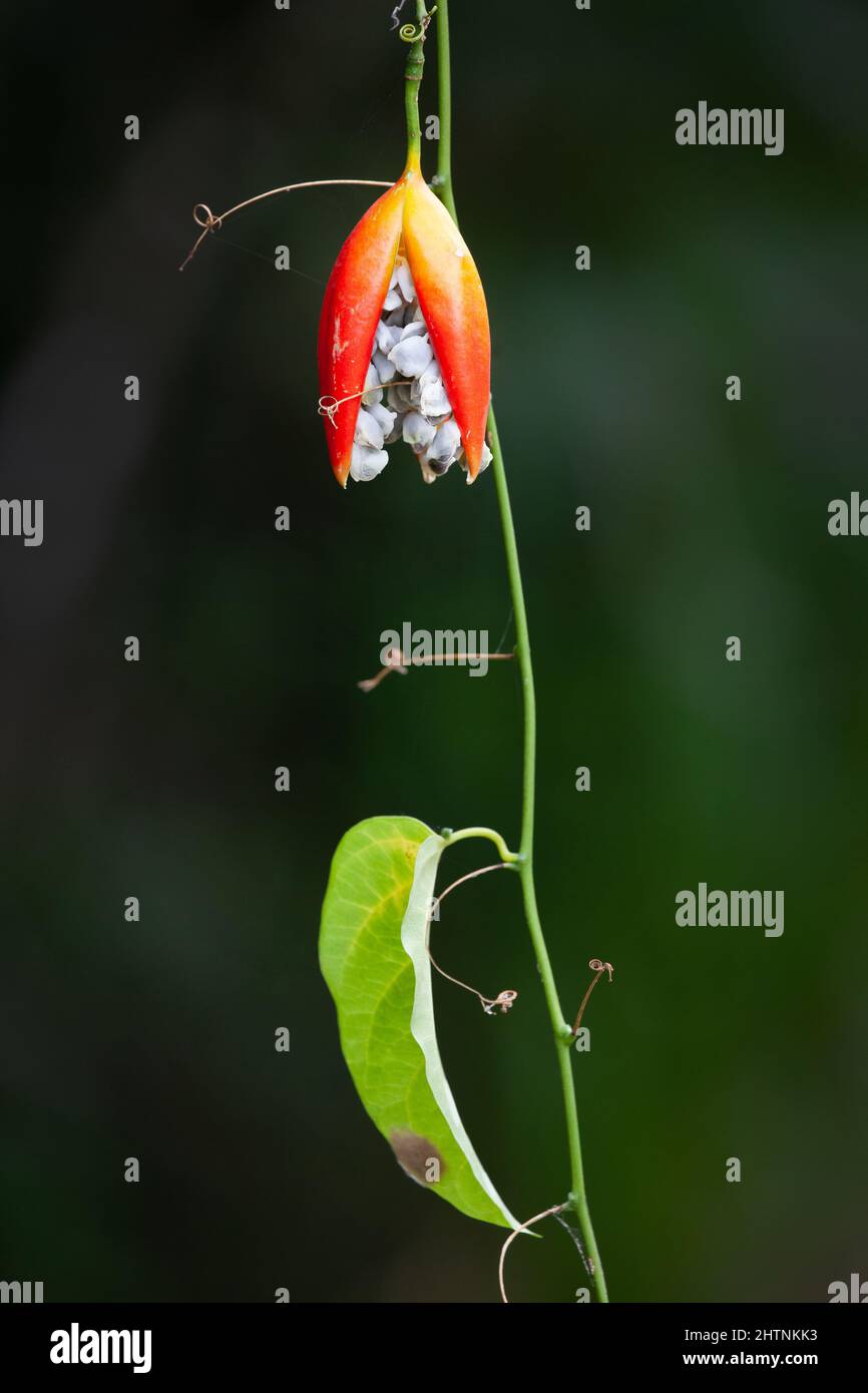 Adenia Heterophylla Stockfotos und bilder Kaufen Alamy