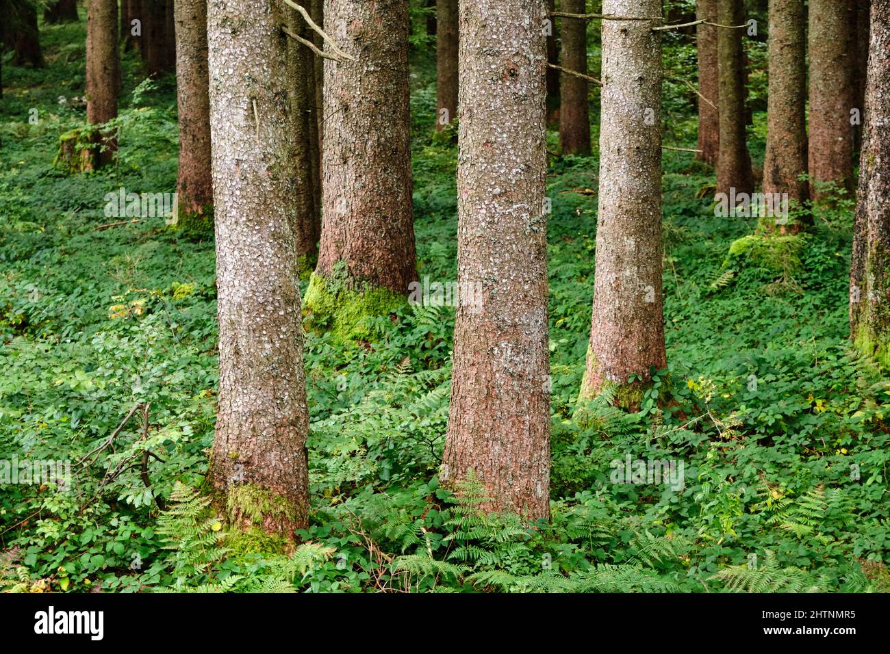 Baumstämme in einem Wald mit grüner Vegetation auf dem Boden Stockfoto