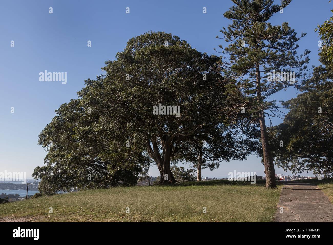 Bellevue Park, Bellevue Hill, Sydney, Australien. Moreton Bay Feigenbäume dominieren diesen Park. Stockfoto