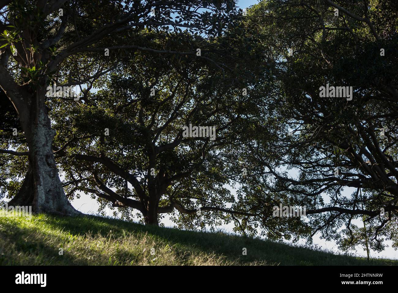 Bellevue Park, Bellevue Hill, Sydney, Australien. Moreton Bay Feigenbäume dominieren diesen Park. Stockfoto