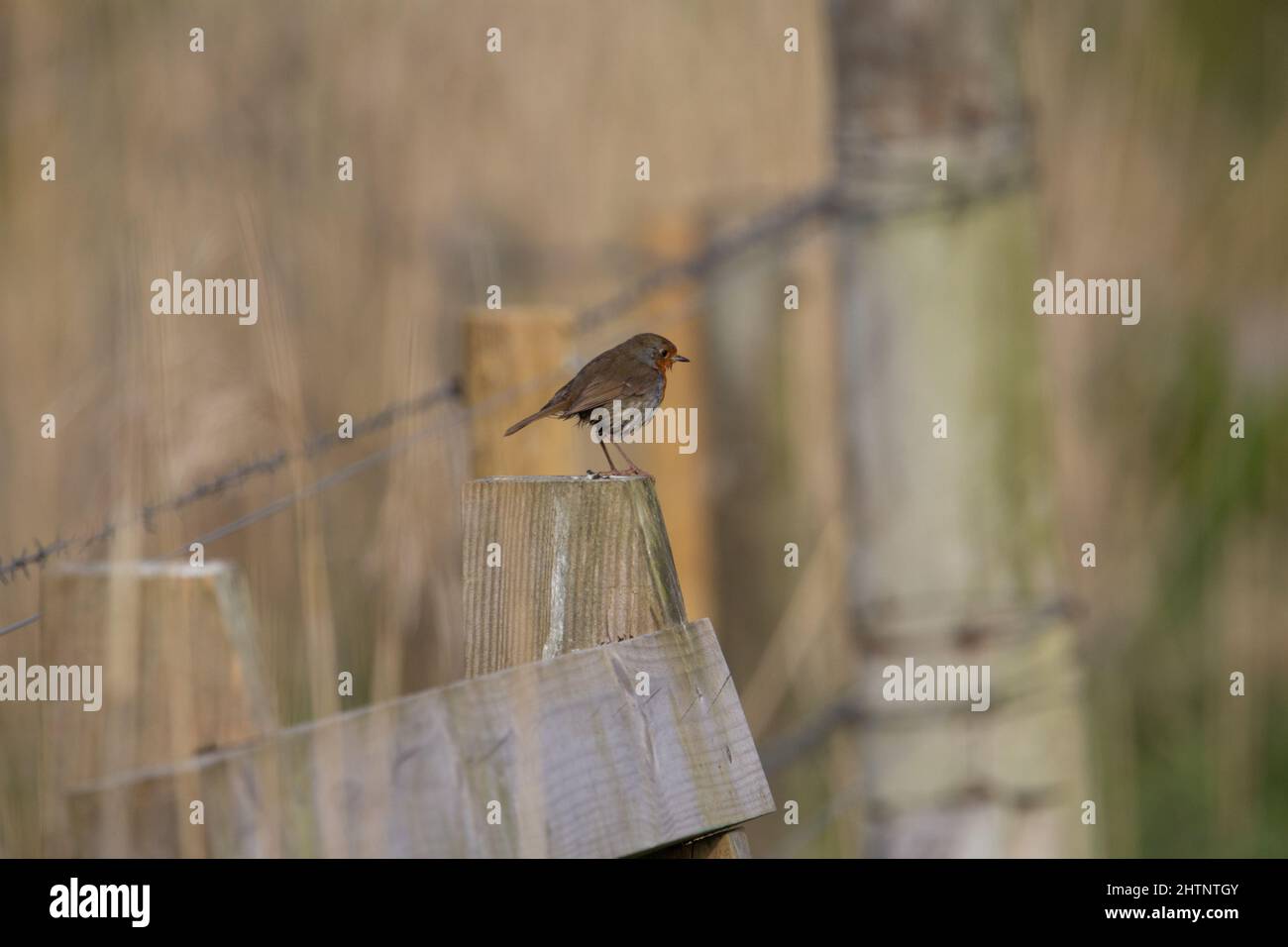 Ein einzelner europäischer Rotkehlchen (Erithacus rubecula), der auf einer Holzbank mit natürlichem Hintergrund steht Stockfoto