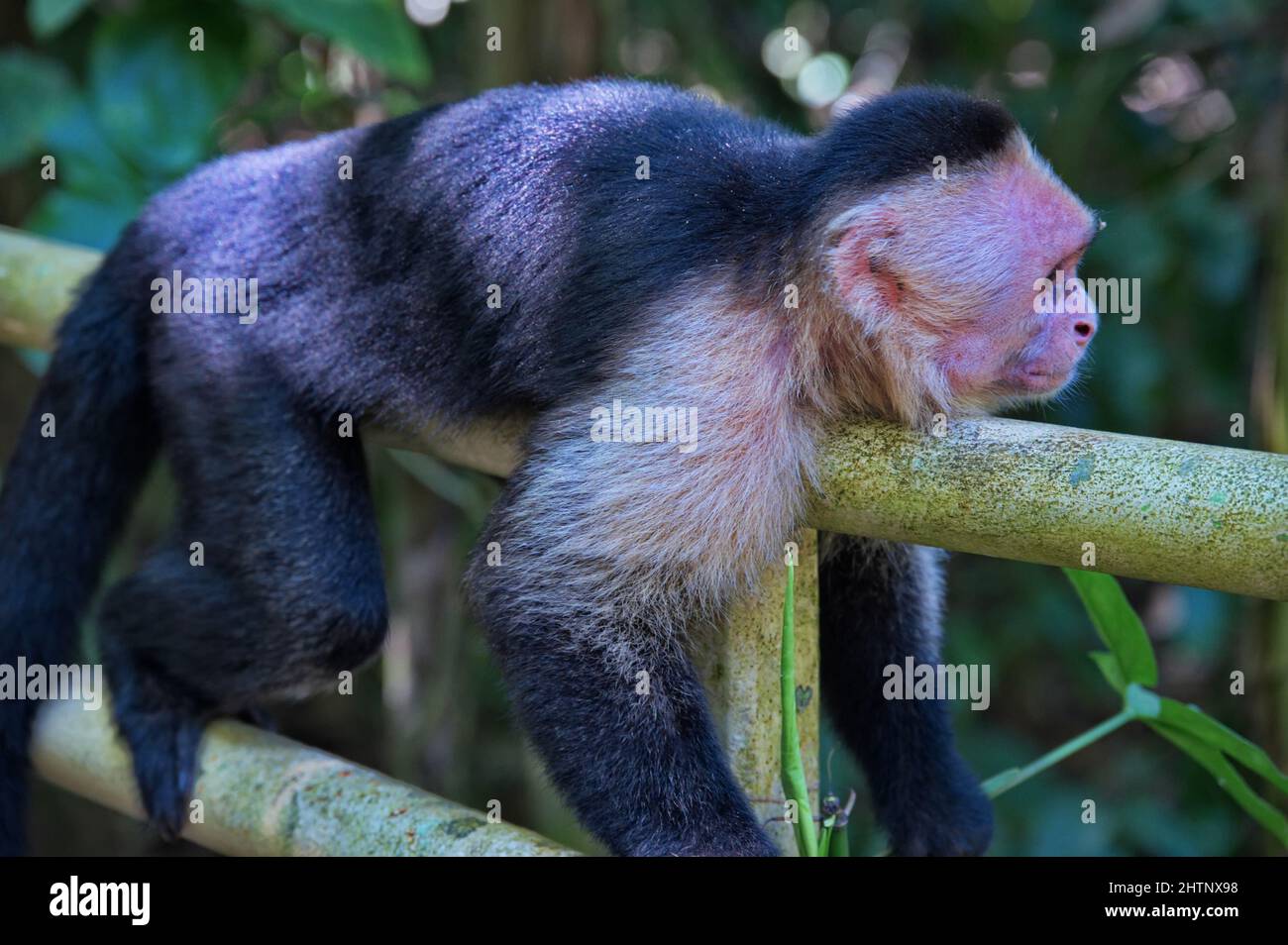 Portrait des Affen im Naturpark in Costa Rica Stockfoto