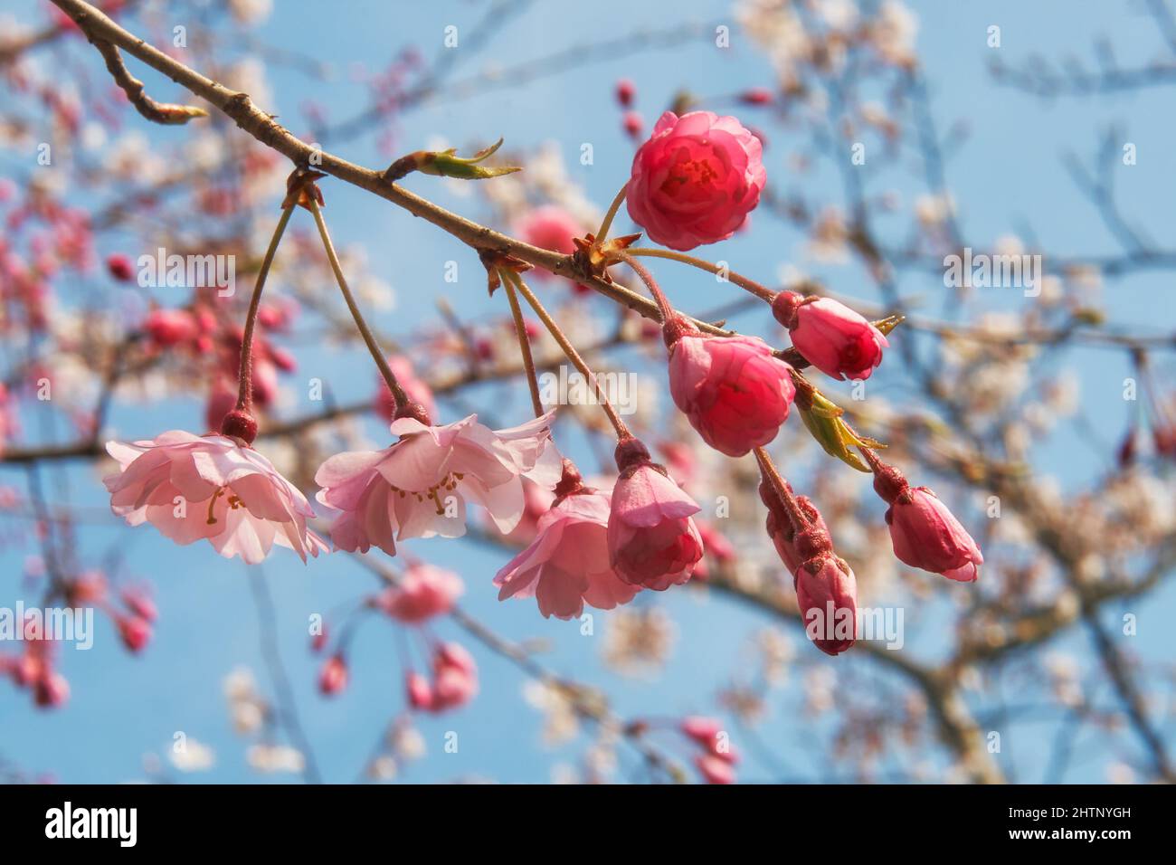Der Blick auf die tiefrosa Doppelblüten der Cherry Sakura Kanzan Sorte entwickelte sich in der Edo Periode, auf dem blauen Himmel Hintergrund. Japan Stockfoto