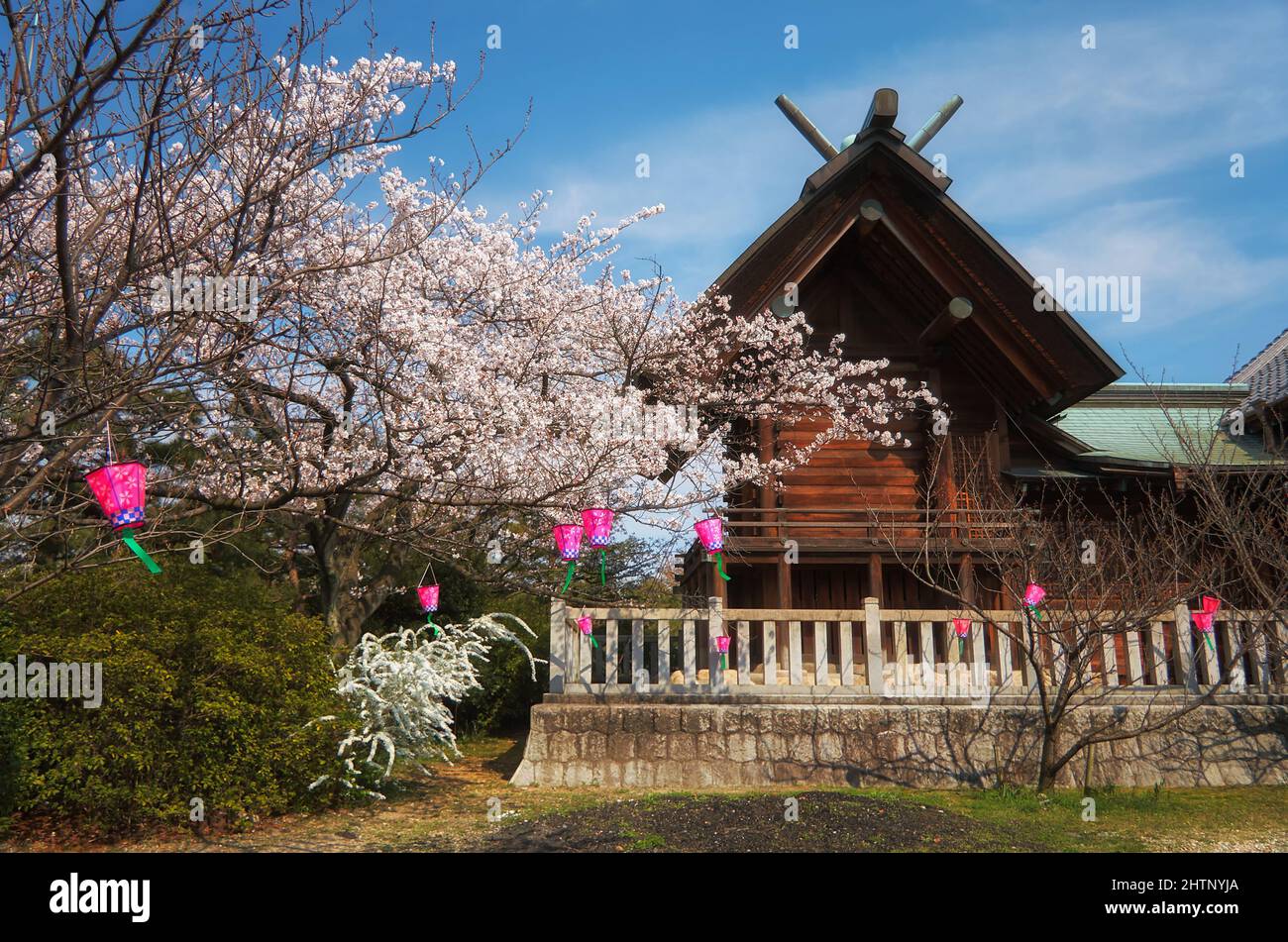 Der Blick auf das Kirschblütenfest (Hanami) am Nagoya-Zweig des Chiyo Inari Shrine. Nagoya. Japan Stockfoto