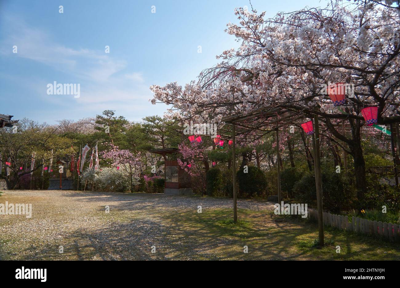 Der Blick auf das Kirschblütenfest (Hanami) am Nagoya-Zweig des Chiyo Inari Shrine. Nagoya. Japan Stockfoto
