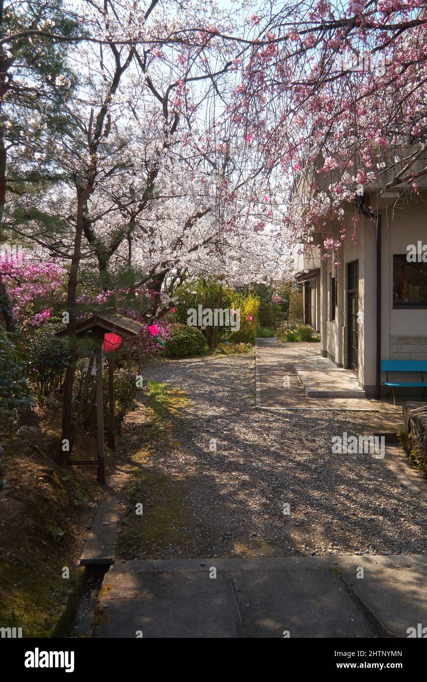 Der Blick auf das Kirschblütenfest (Hanami) am Nagoya-Zweig des Chiyo Inari Shrine. Nagoya. Japan Stockfoto