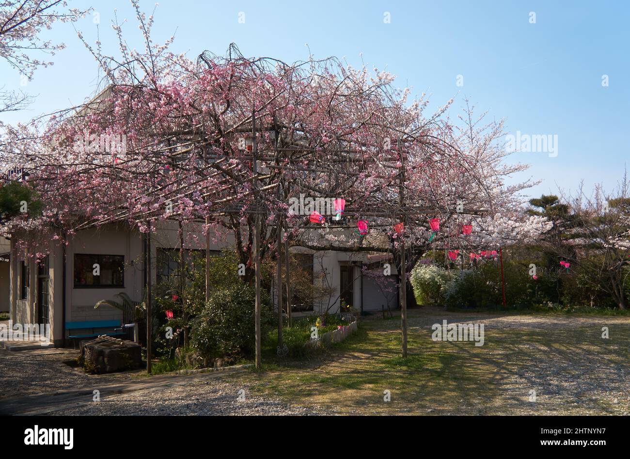 Der Blick auf das Kirschblütenfest (Hanami) am Nagoya-Zweig des Chiyo Inari Shrine. Nagoya. Japan Stockfoto