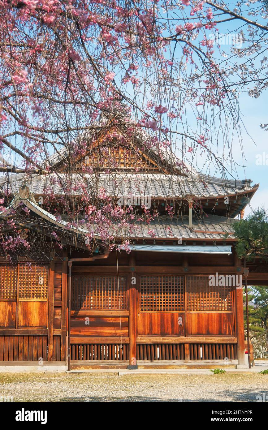 Der Blick auf das Kirschblütenfest (Hanami) im Tamotsu Chiyo Inari Shrine Nagoya Branch. Nagoya. Japan Stockfoto