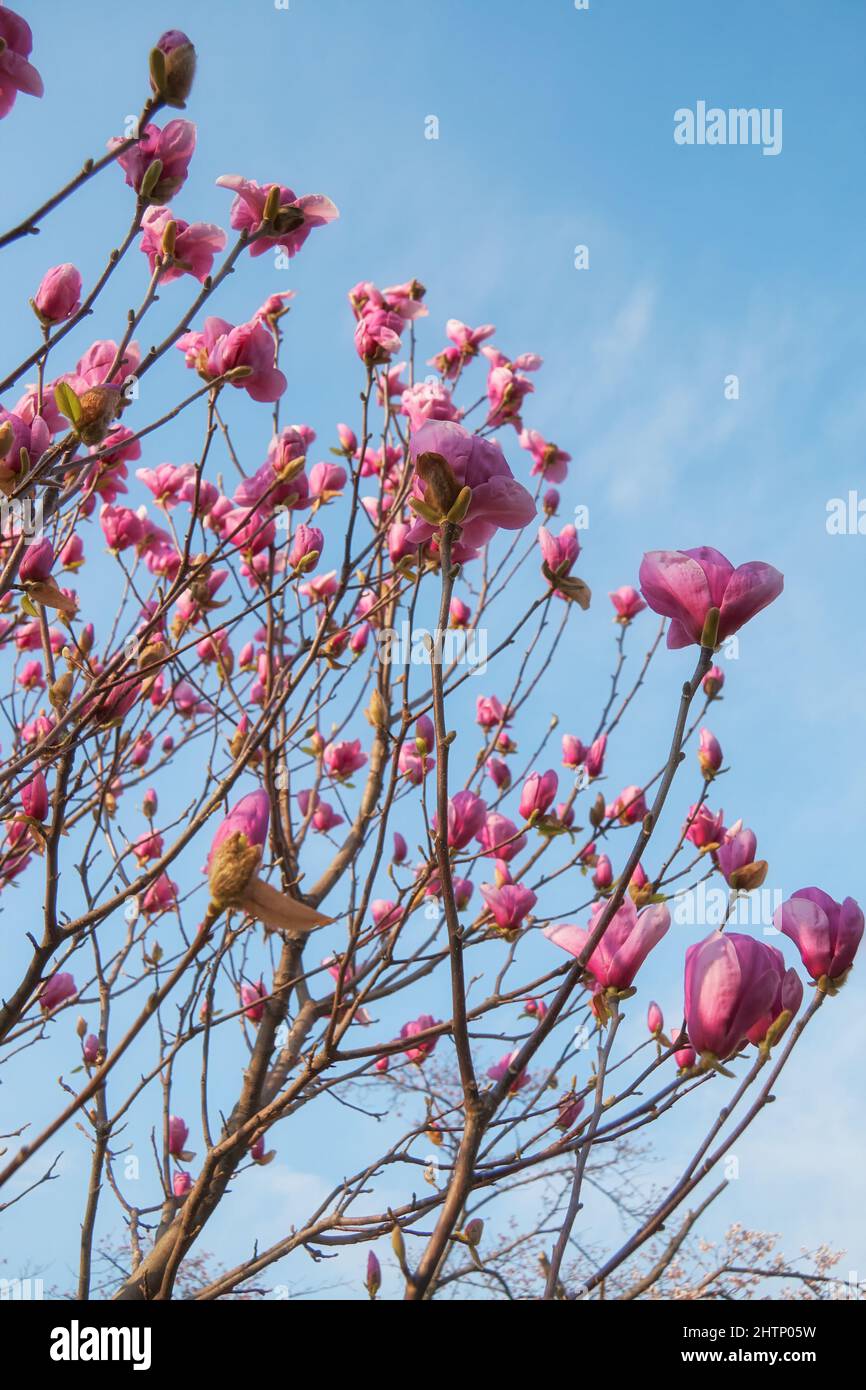 Der Blick auf die wunderschöne lila japanische Magnolie (Magnolia liliiflora) blüht auf dem blauen Himmel Hintergrund im Frühjahr. Japan Stockfoto