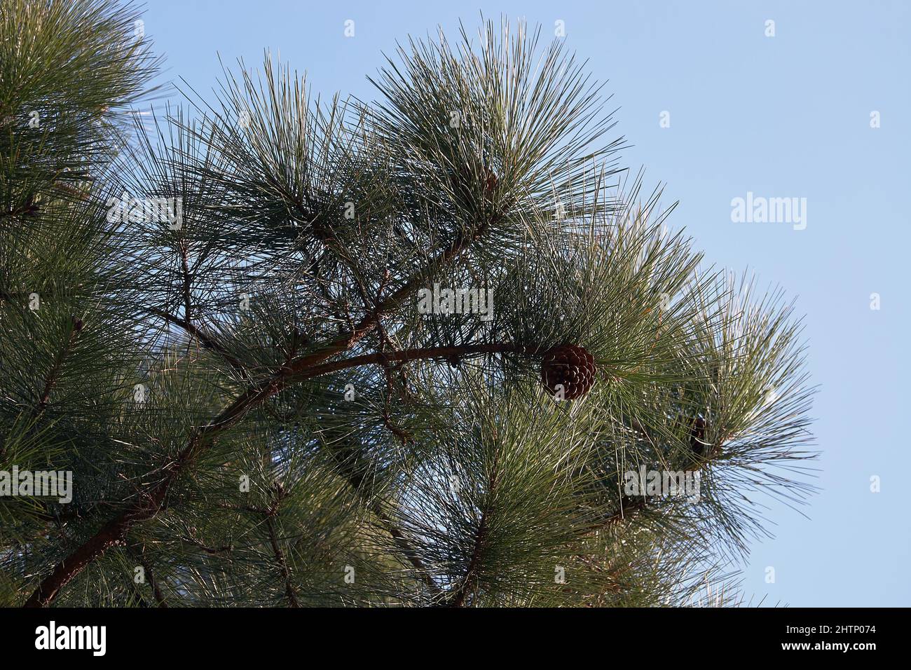 Japanische Schwarzkiefer (Pinus thunbergii), eine Kiefer, die in den Küstengebieten Japans beheimatet ist. Japan Stockfoto