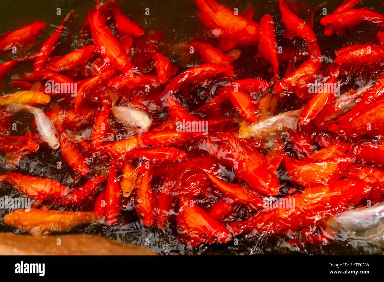 Koi Feeding Frenzy Stockfoto