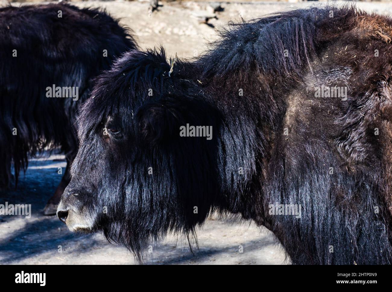 13. Februar 2022, Tiflis, Georgien: Süßes Nordpferd im Zoo von Tiflis, Georgien Stockfoto